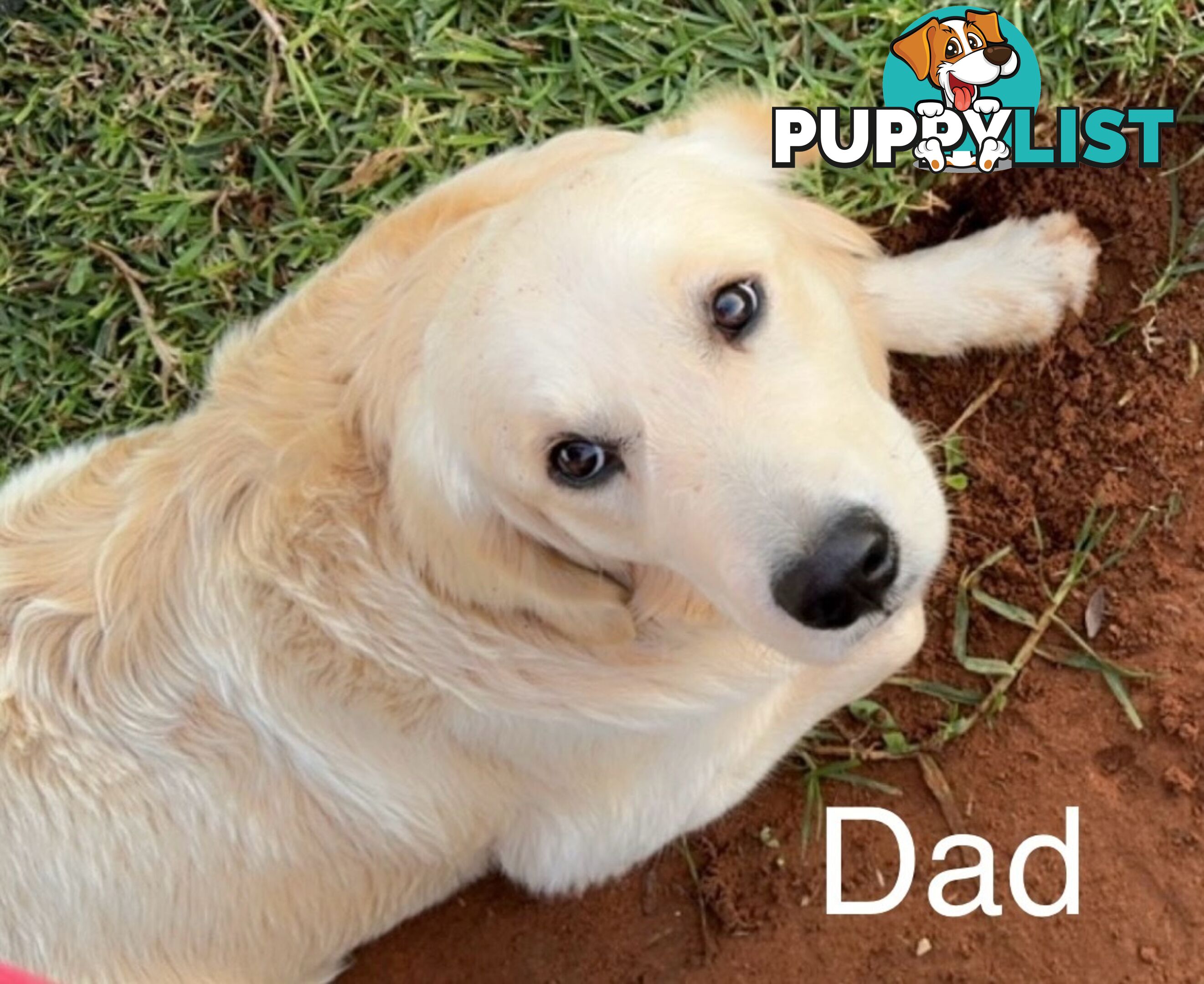 Golden Retriever cross Labrador puppies for sale