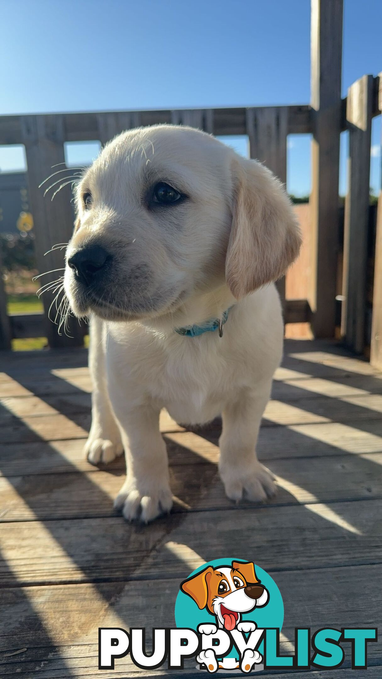 Golden Retriever cross Labrador puppies for sale