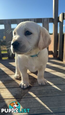 Golden Retriever cross Labrador puppies for sale