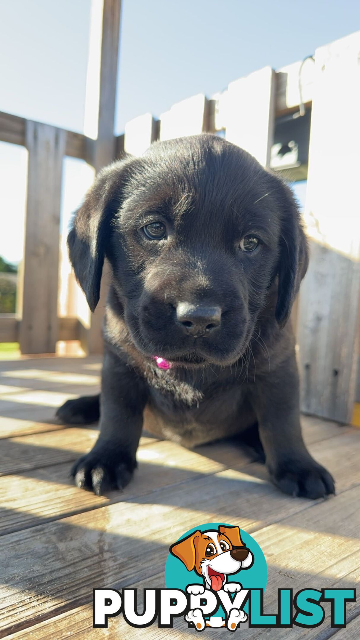 Golden Retriever cross Labrador puppies for sale