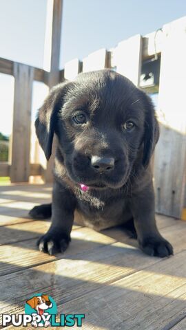 Golden Retriever cross Labrador puppies for sale