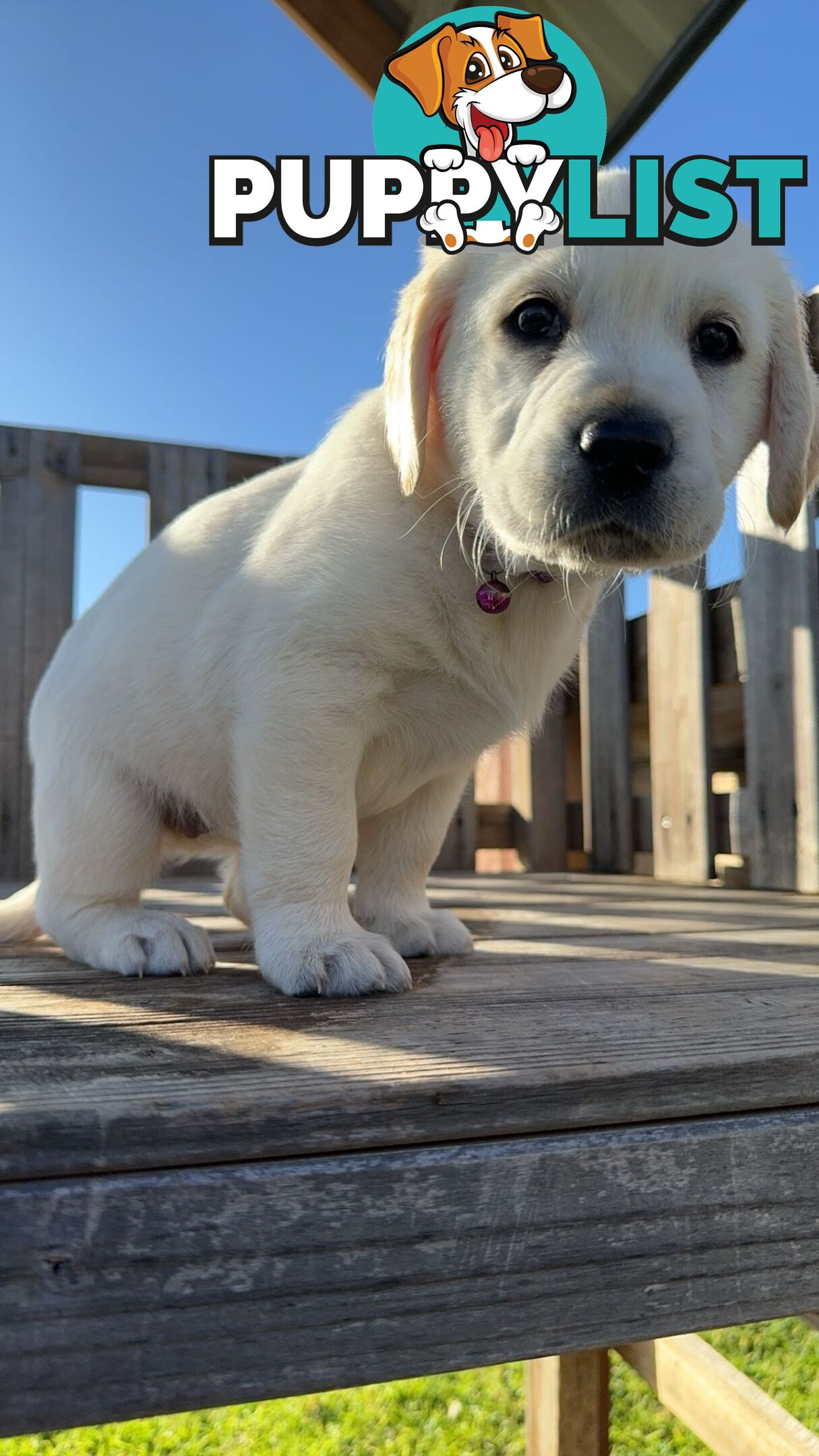 Golden Retriever cross Labrador puppies for sale