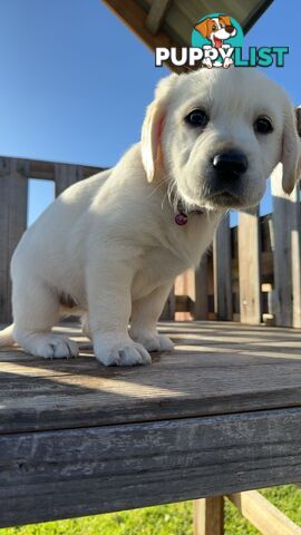 Golden Retriever cross Labrador puppies for sale