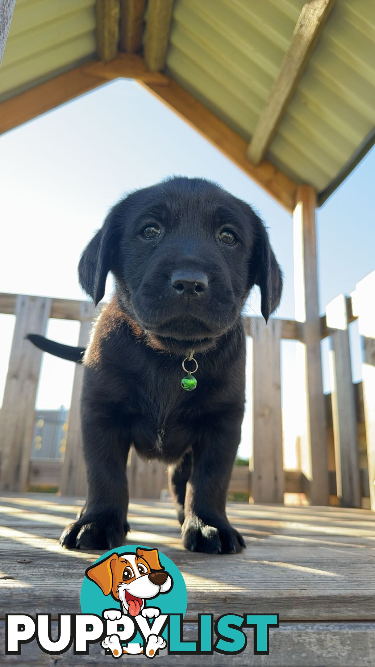 Golden Retriever cross Labrador puppies for sale