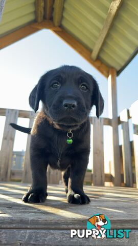 Golden Retriever cross Labrador puppies for sale