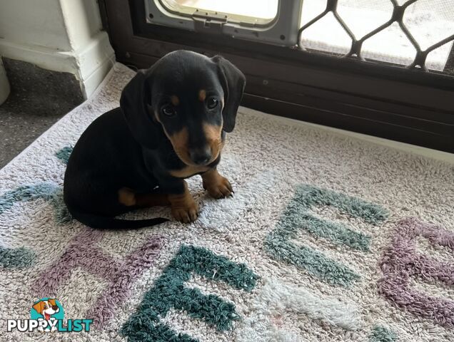 Mini dachshund