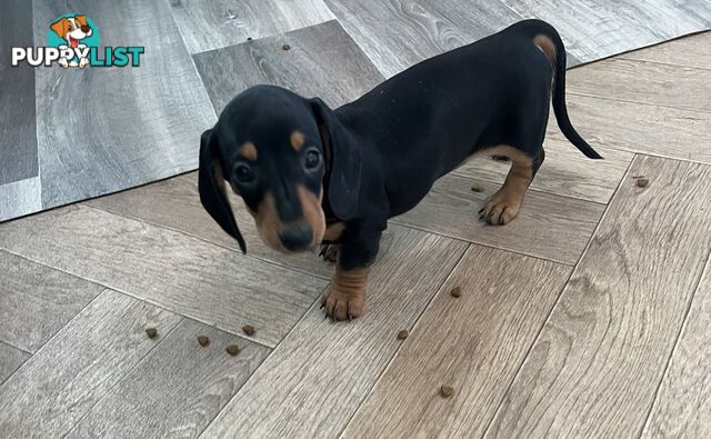 Mini dachshund