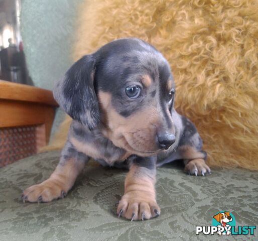 Mini dachshund