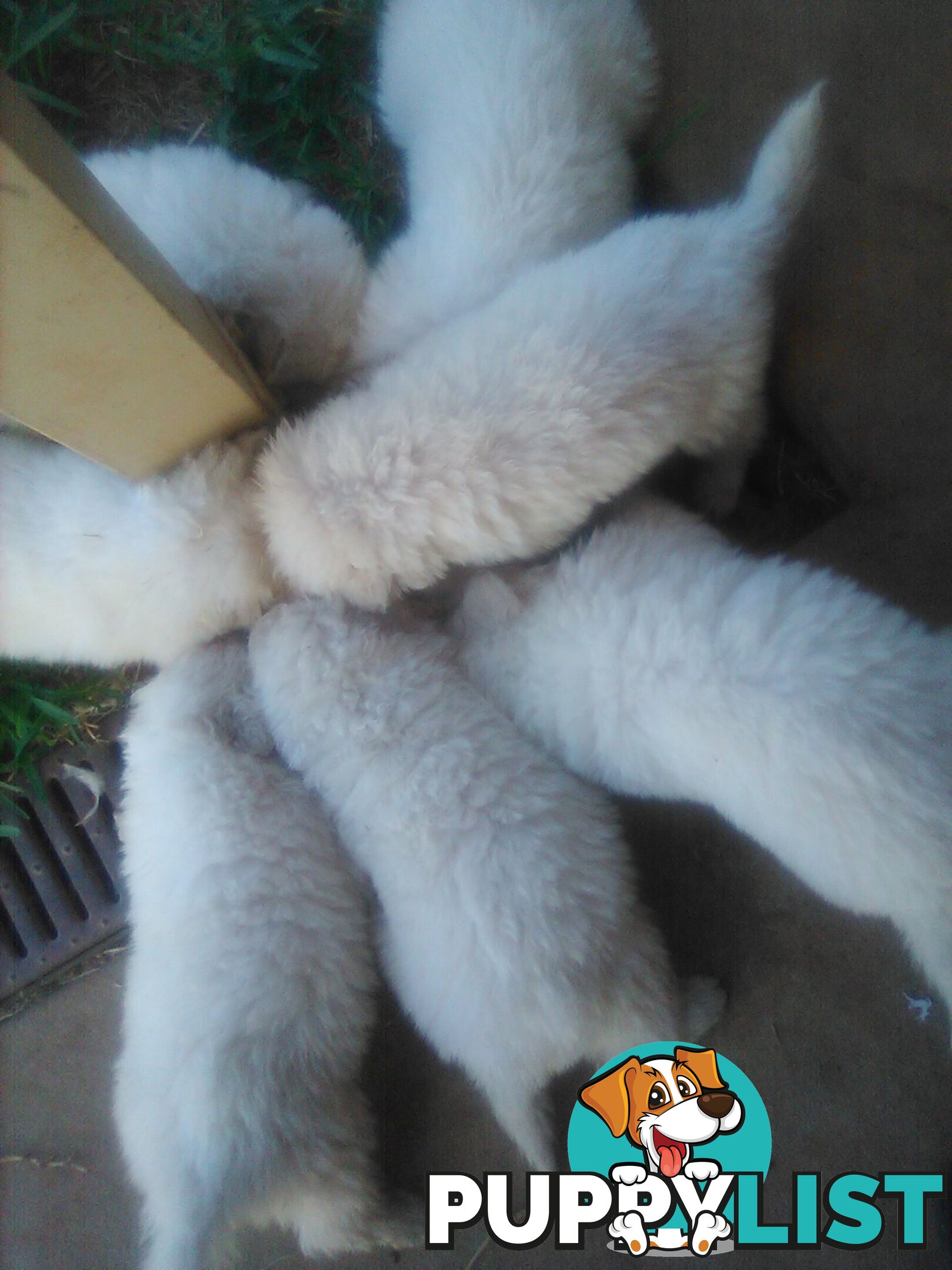 Mareema Sheepdog Puppies