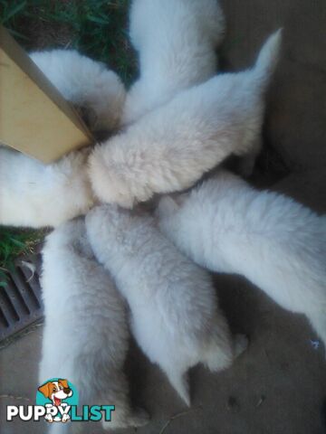 Mareema Sheepdog Puppies