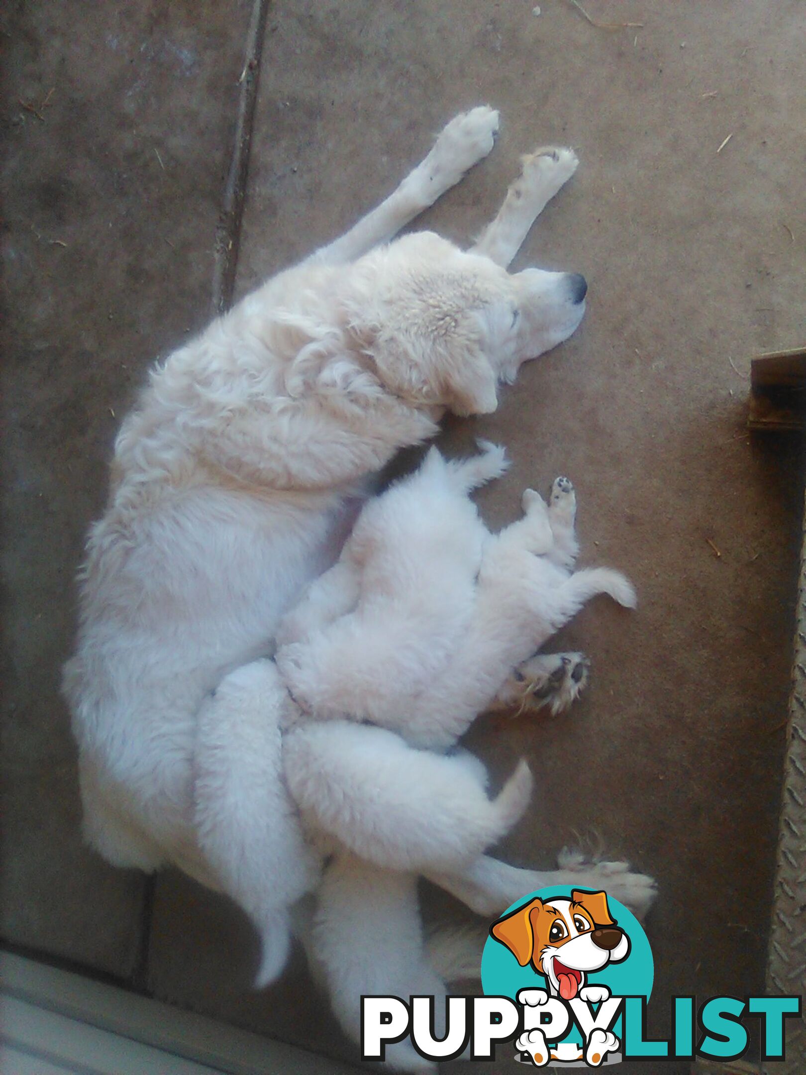 Mareema Sheepdog Puppies
