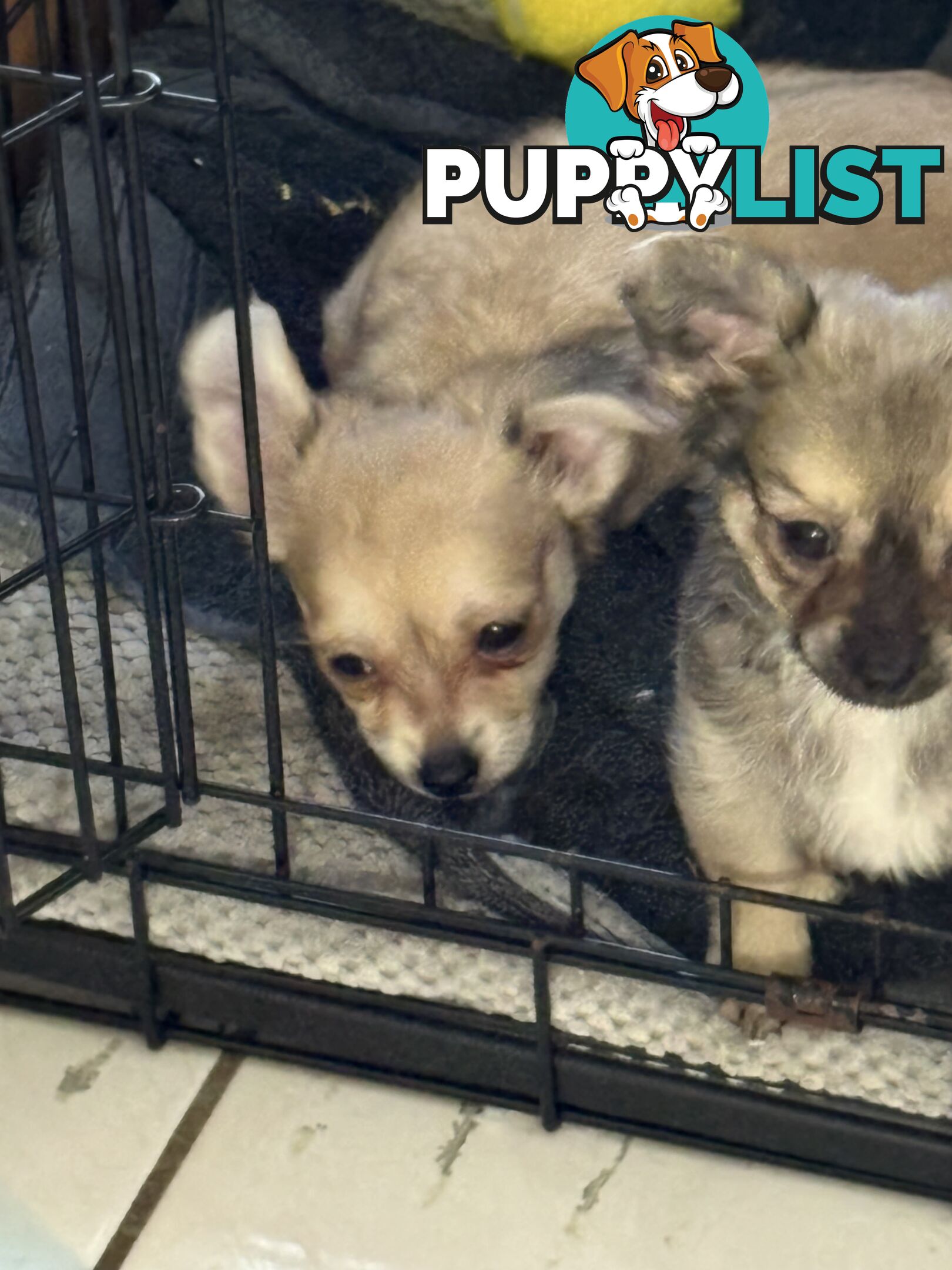 Super Cute Chihuahua Puppies Looking For New Forever Home