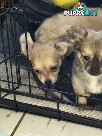 Super Cute Chihuahua Puppies Looking For New Forever Home
