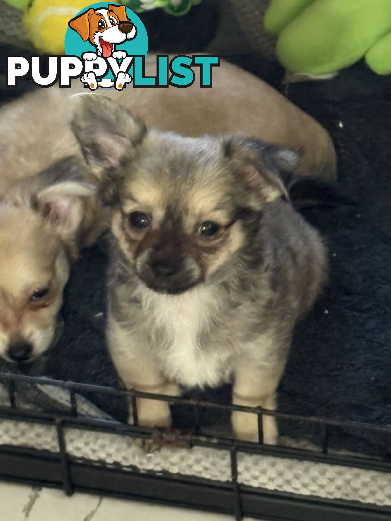 Super Cute Chihuahua Puppies Looking For New Forever Home