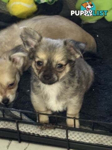 Super Cute Chihuahua Puppies Looking For New Forever Home