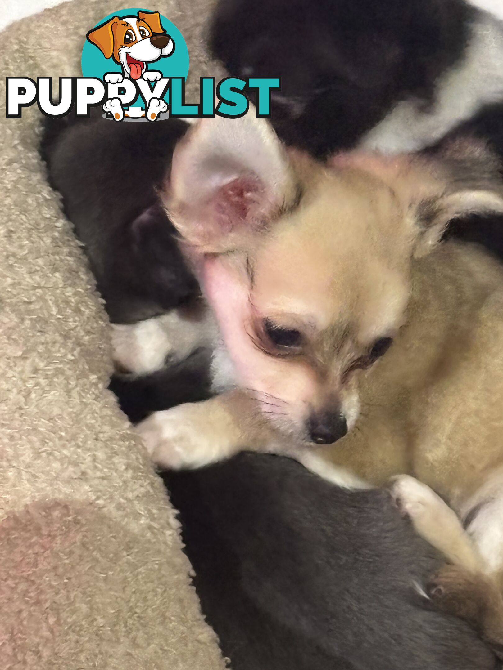 Super Cute Chihuahua Puppies Looking For New Forever Home