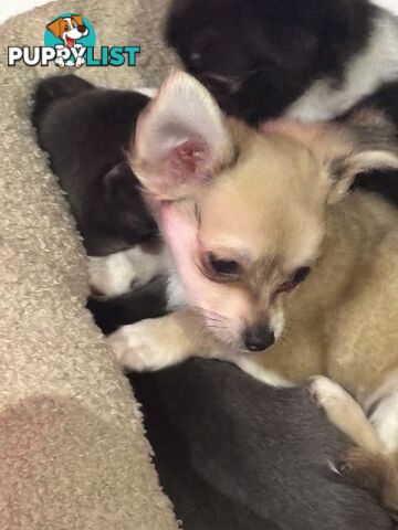 Super Cute Chihuahua Puppies Looking For New Forever Home