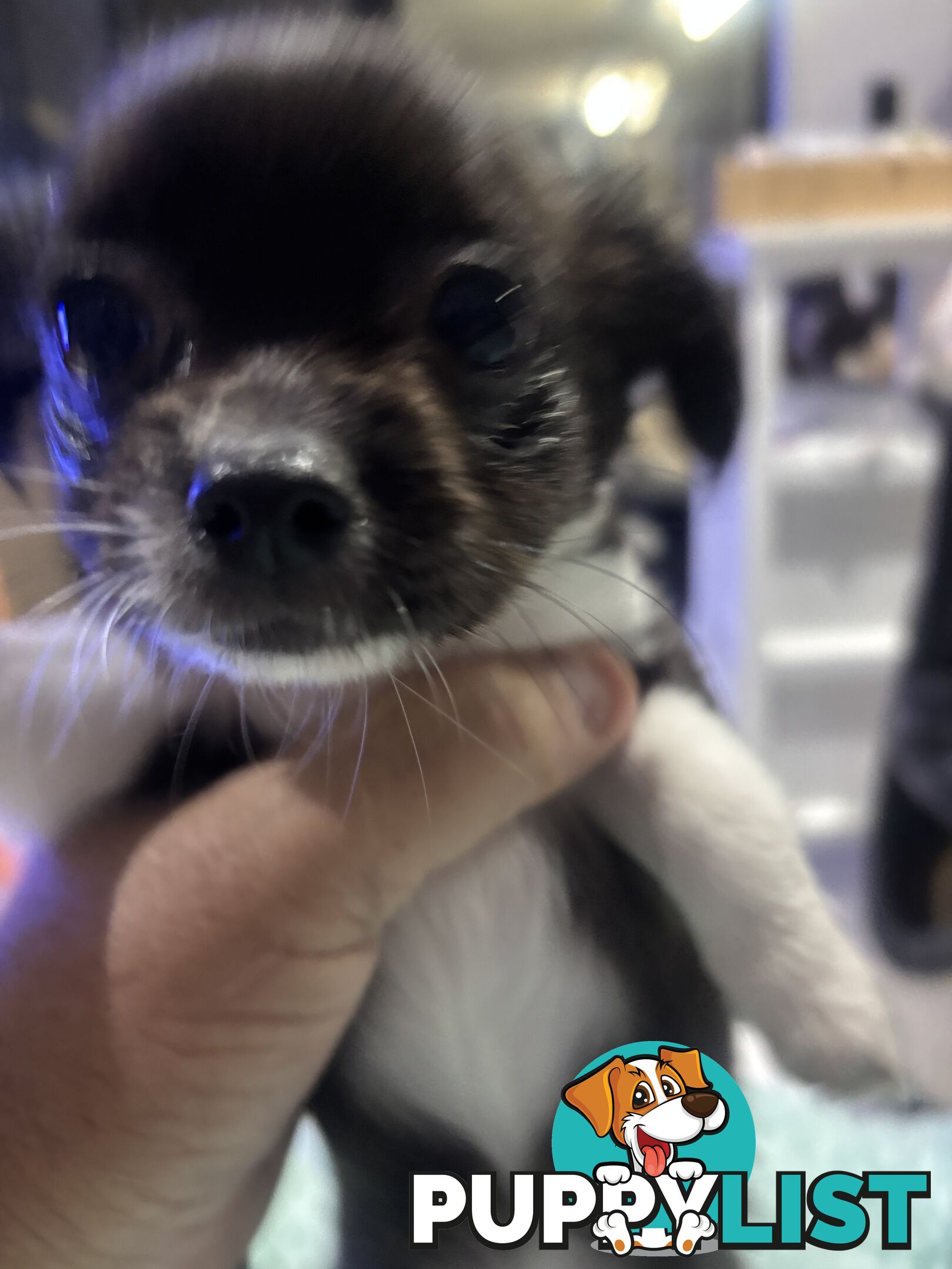 Super Cute Chihuahua Puppies Looking For New Forever Home