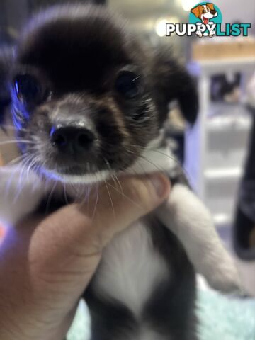 Super Cute Chihuahua Puppies Looking For New Forever Home