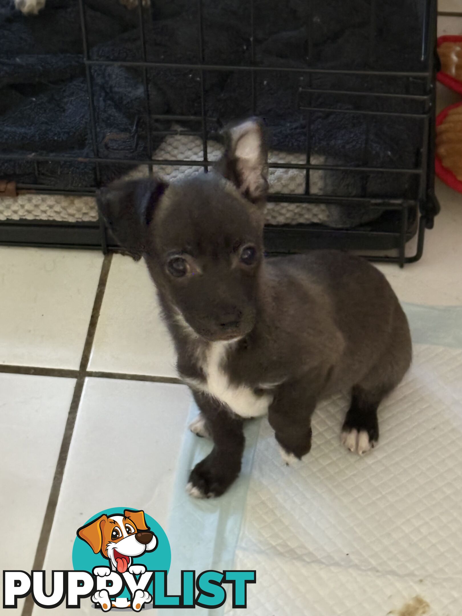 Super Cute Chihuahua Puppies Looking For New Forever Home