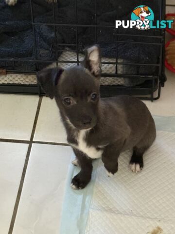 Super Cute Chihuahua Puppies Looking For New Forever Home