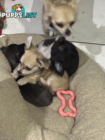 Super Cute Chihuahua Puppies Looking For New Forever Home