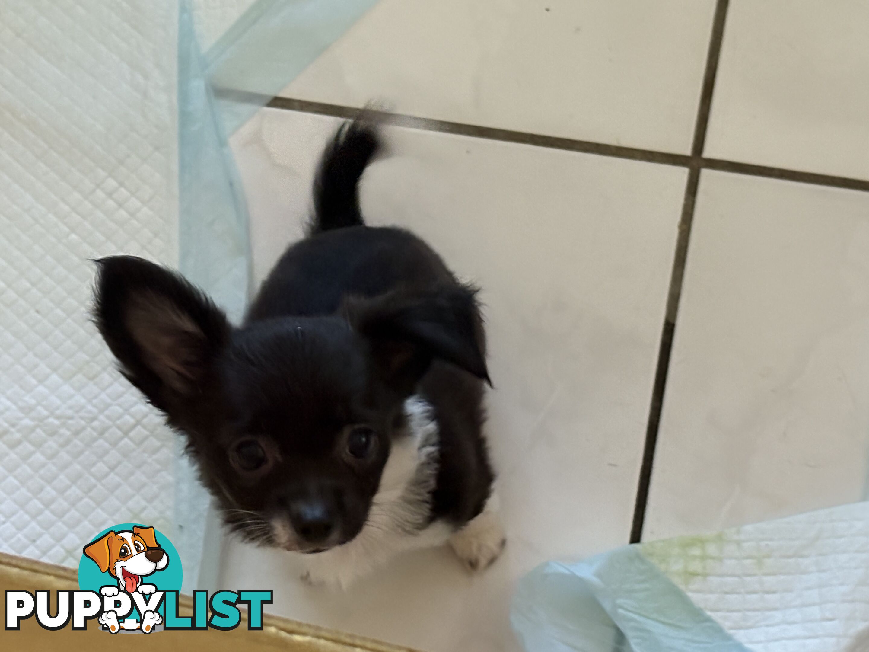 Super Cute Chihuahua Puppies Looking For New Forever Home