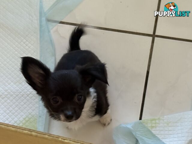 Super Cute Chihuahua Puppies Looking For New Forever Home