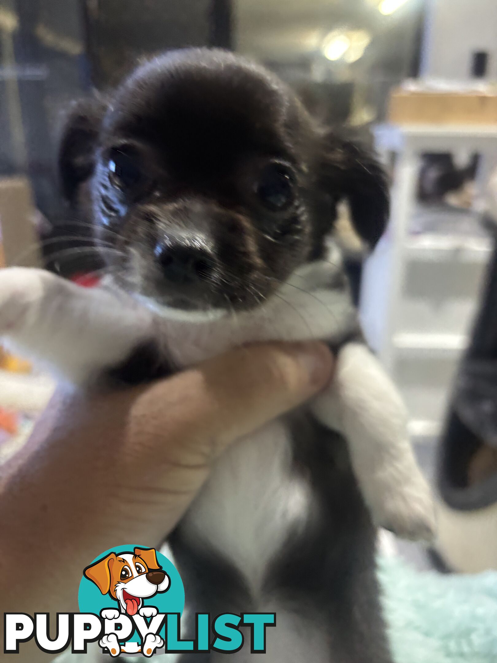Super Cute Chihuahua Puppies Looking For New Forever Home