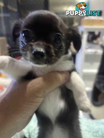 Super Cute Chihuahua Puppies Looking For New Forever Home