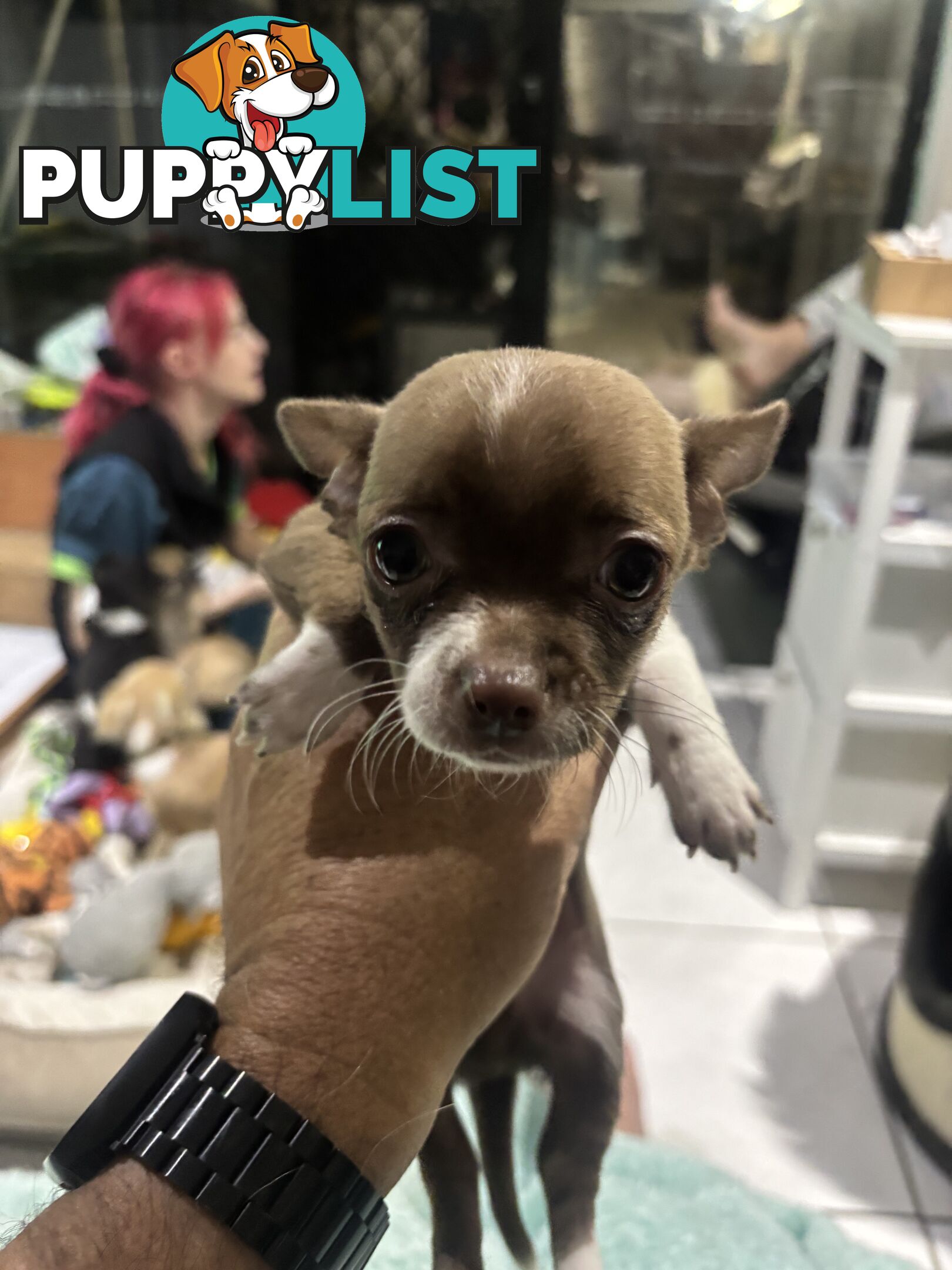 Super Cute Chihuahua Puppies Looking For New Forever Home