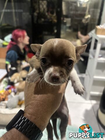 Super Cute Chihuahua Puppies Looking For New Forever Home