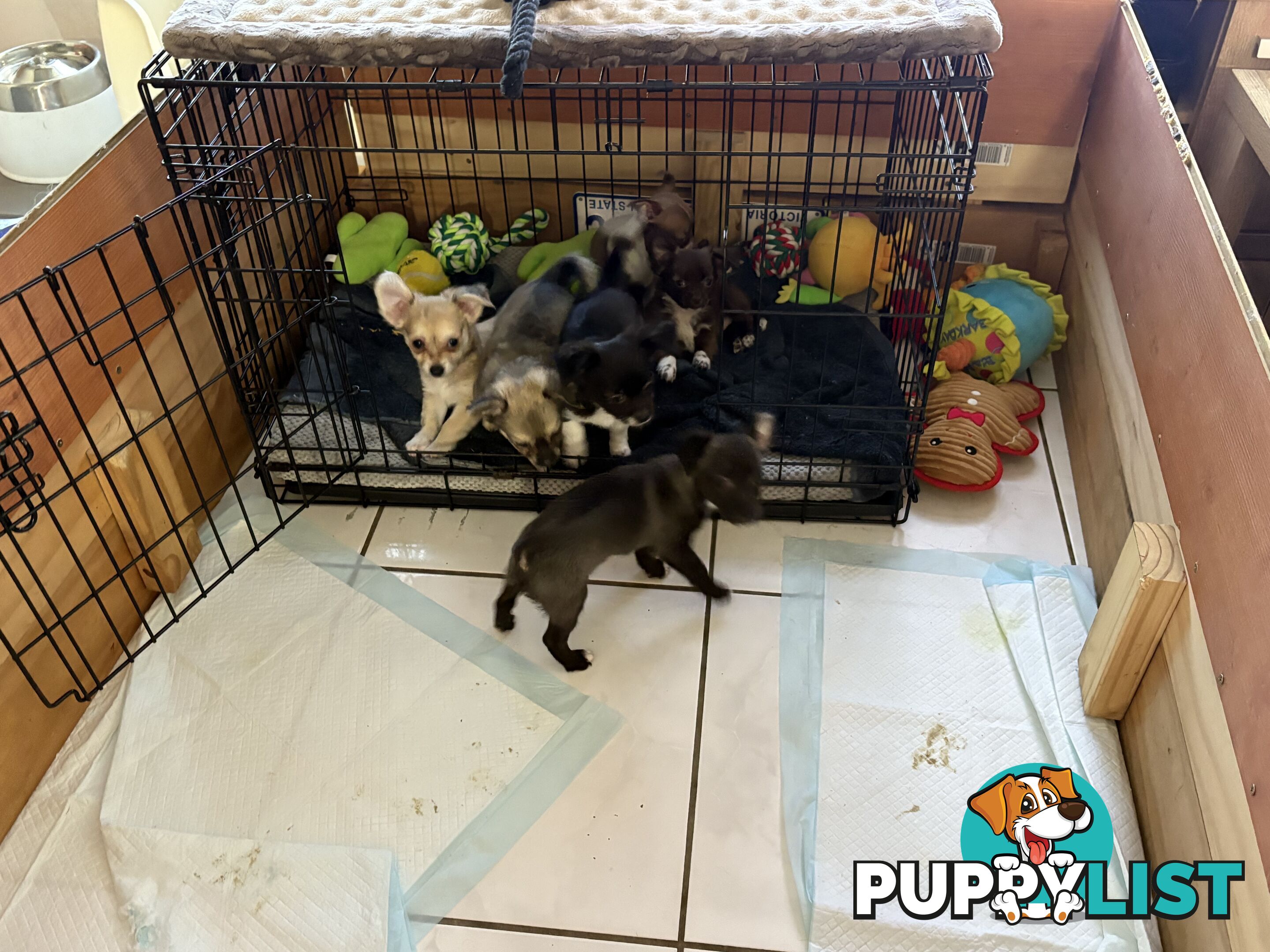 Super Cute Chihuahua Puppies Looking For New Forever Home