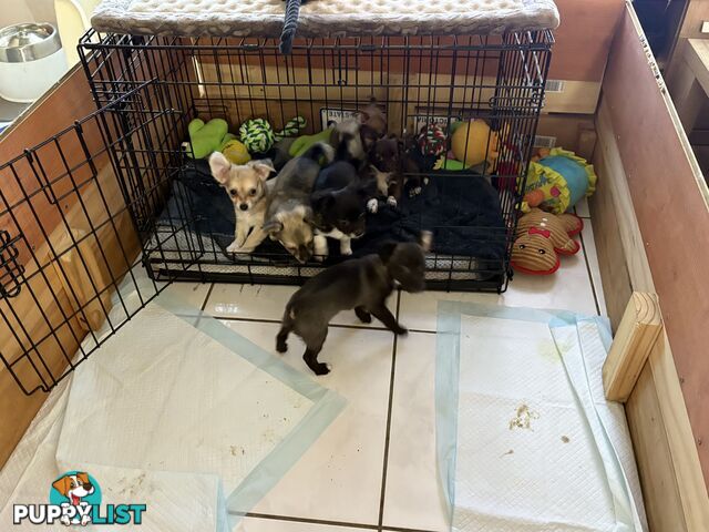 Super Cute Chihuahua Puppies Looking For New Forever Home