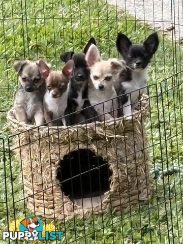 Super Cute Chihuahua Puppies Looking For New Forever Home