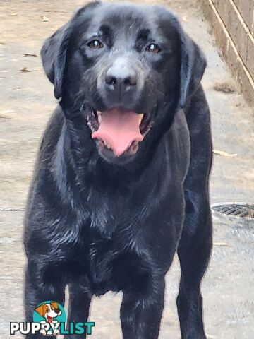 Selling Full pedigree Labradors 1× male / 2×female. Blue pedigree certificates.