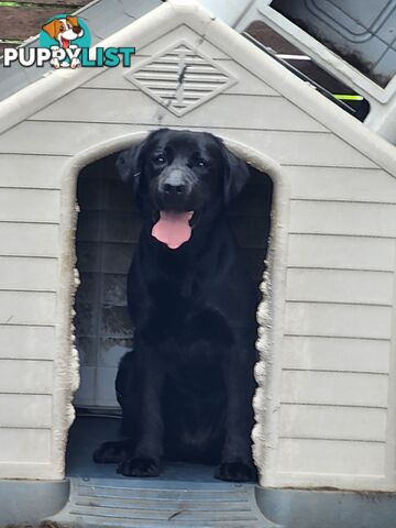 Selling Full pedigree Labradors 1× male / 2×female. Blue pedigree certificates.