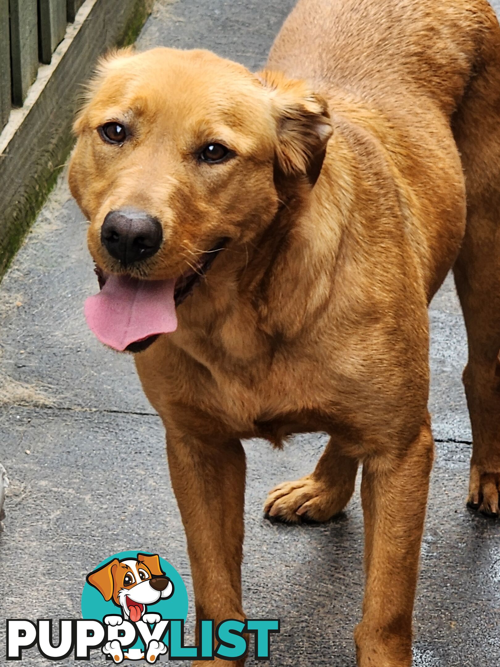 Selling Full pedigree Labradors 1× male / 2×female. Blue pedigree certificates.