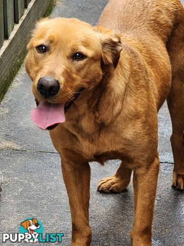 Selling Full pedigree Labradors 1× male / 2×female. Blue pedigree certificates.