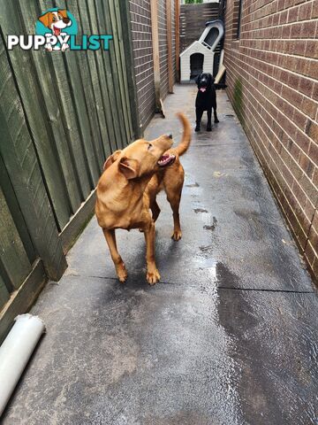 Selling Full pedigree Labradors 1× male / 2×female. Blue pedigree certificates.