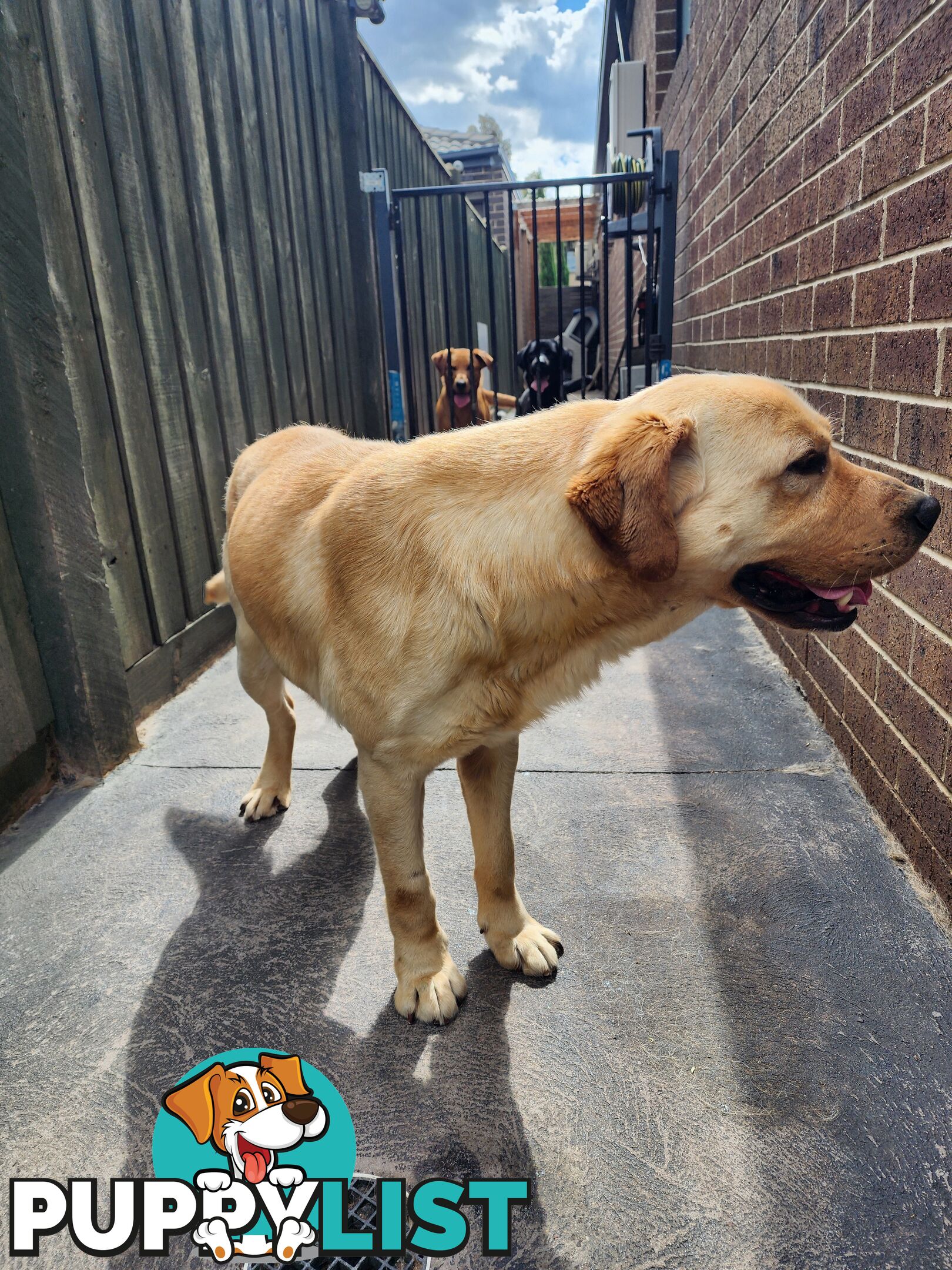 Selling Full pedigree Labradors 1× male / 2×female. Blue pedigree certificates.