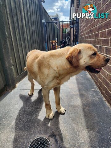 Selling Full pedigree Labradors 1× male / 2×female. Blue pedigree certificates.