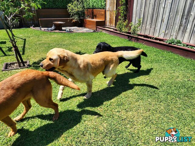 Selling Full pedigree Labradors 1× male / 2×female. Blue pedigree certificates.