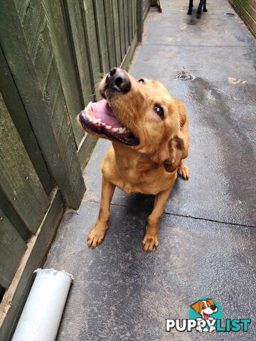 Selling Full pedigree Labradors 1× male / 2×female. Blue pedigree certificates.