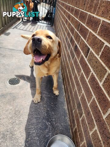 Selling Full pedigree Labradors 1× male / 2×female. Blue pedigree certificates.