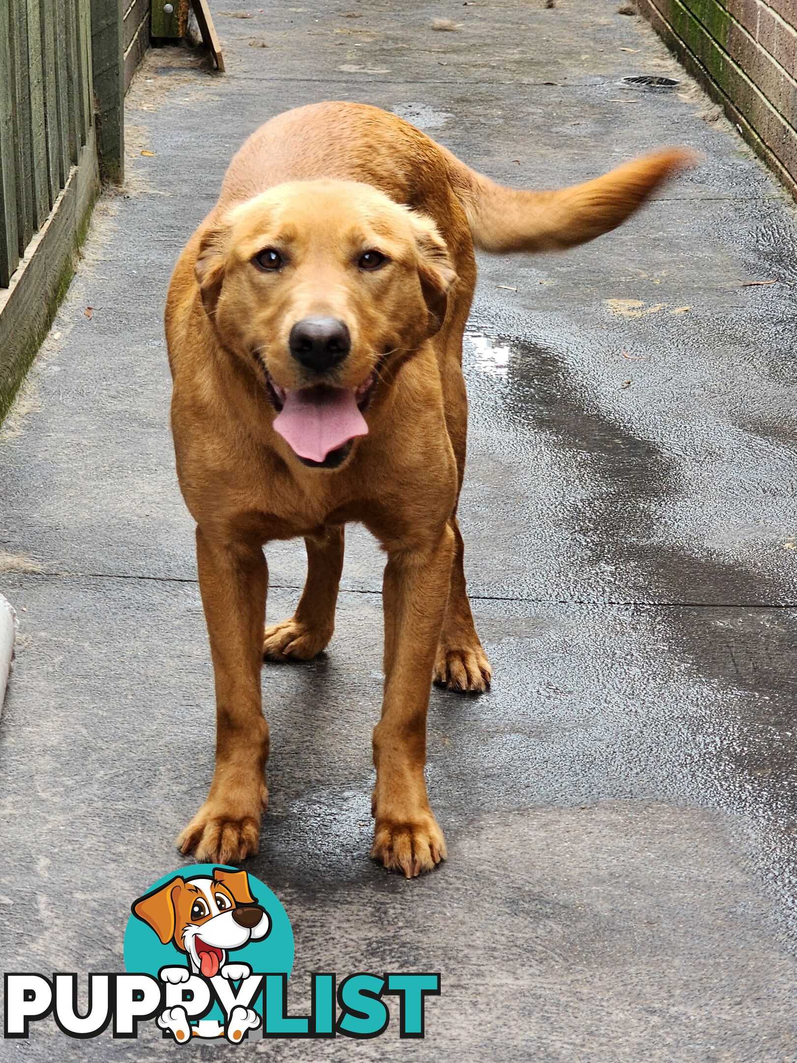 Selling Full pedigree Labradors 1× male / 2×female. Blue pedigree certificates.