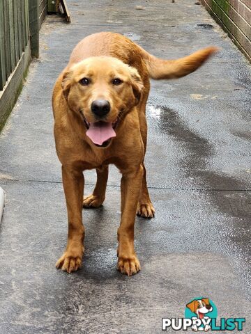 Selling Full pedigree Labradors 1× male / 2×female. Blue pedigree certificates.