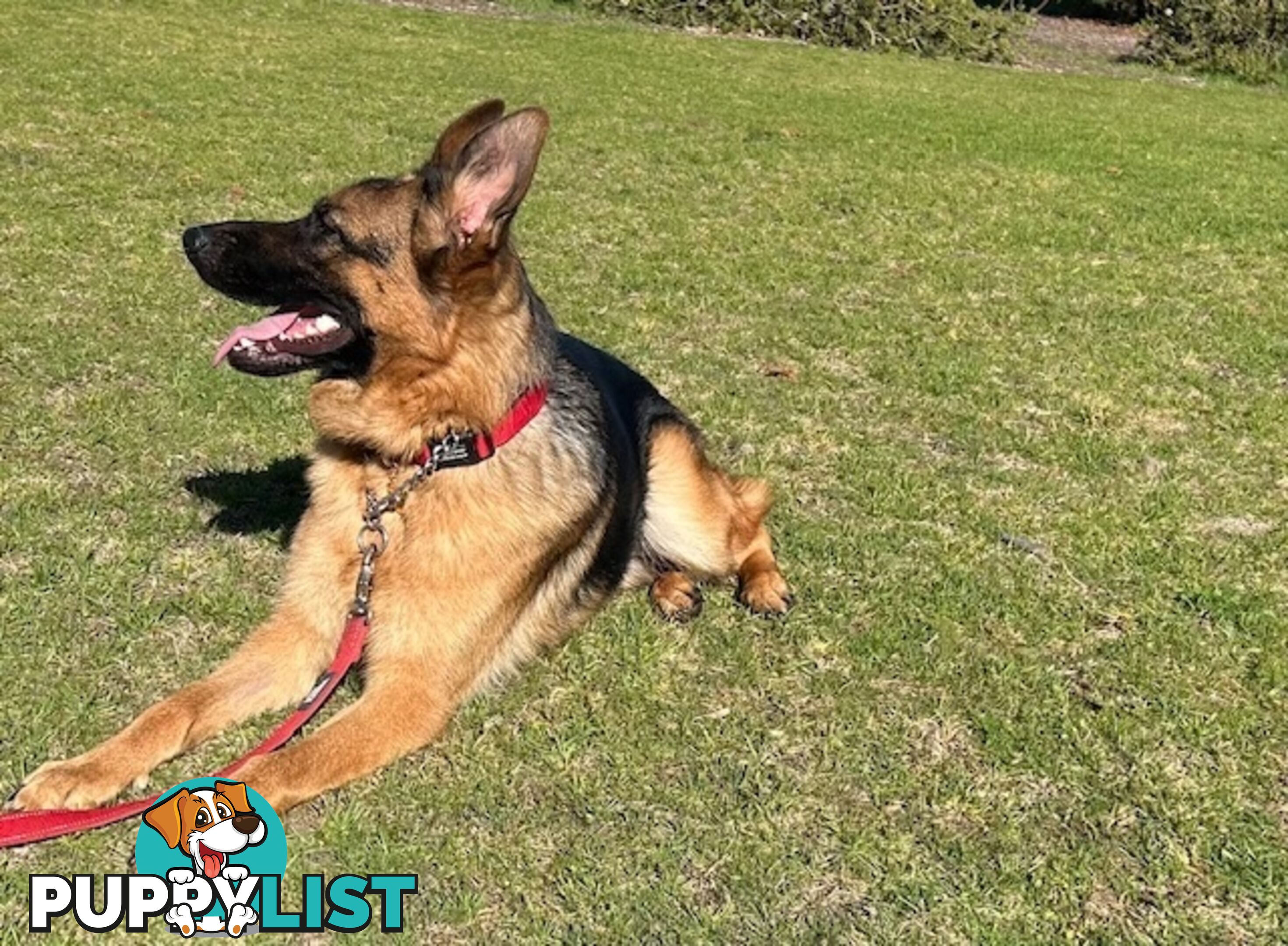 German Shepherd