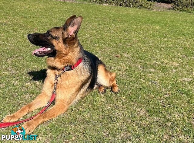 German Shepherd