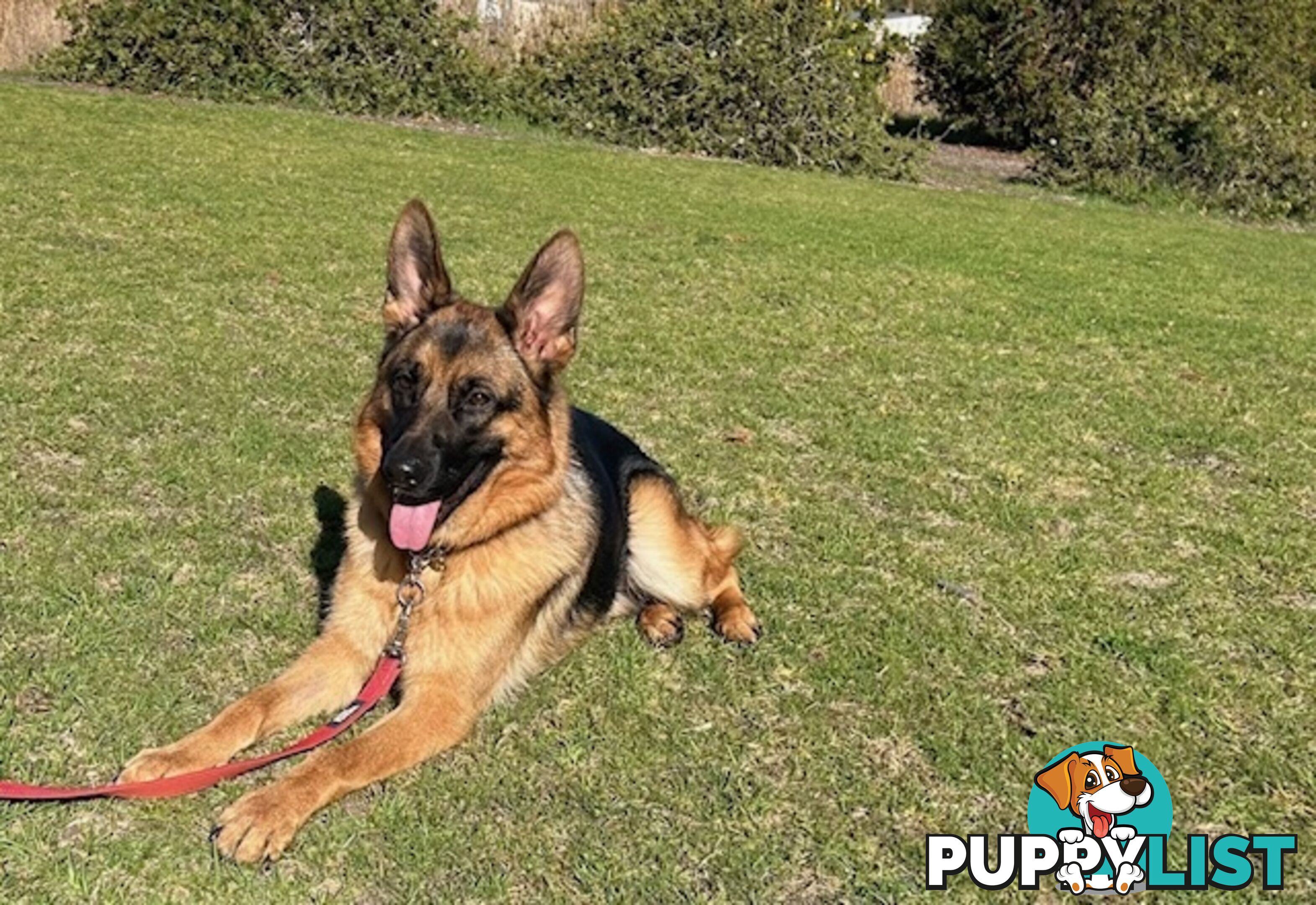 German Shepherd